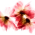 Red Daisy Trio Garden Flower Art Print